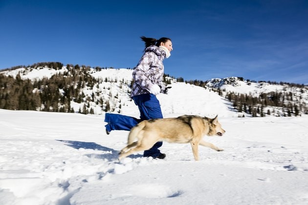 8 jeux de neige pour jouer avec votre chien