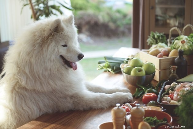 Jak dobrý je u psů smysl pro chuť?