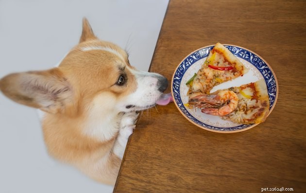Houdt mijn hond meer van eten dan van mij?