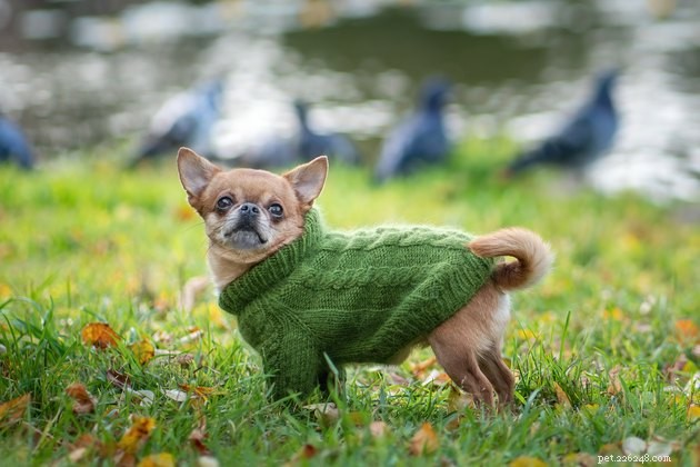 2022年の最高の犬のセーター 