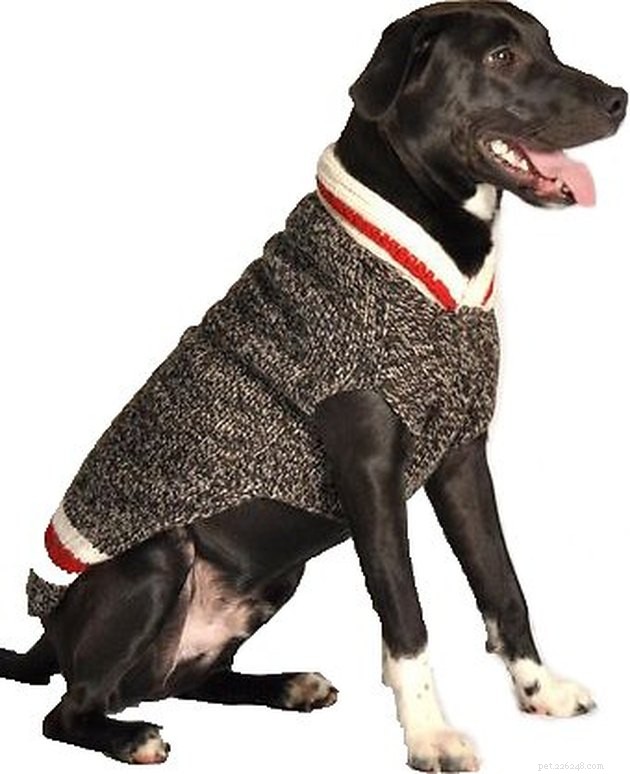 2022년 최고의 강아지 스웨터