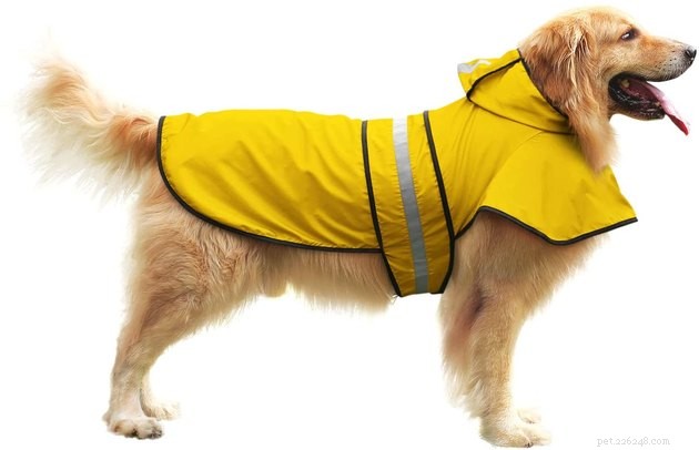 As melhores capas de chuva para cães em 2022
