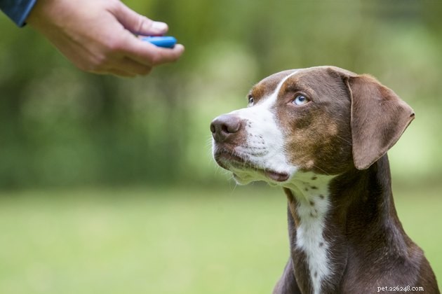 Os melhores clickers para treinamento de cães em 2022