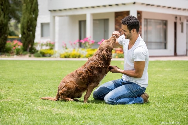 Dovresti portare il tuo cane a lezione di addestramento o addestrarlo da solo?
