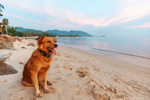 6 dicas cruciais para levar seu cachorro à praia