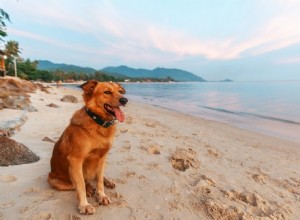 6 consigli fondamentali per portare il cane in spiaggia