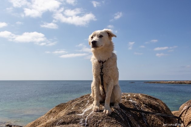 6 consigli fondamentali per portare il cane in spiaggia