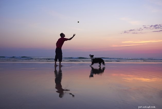 6 zásadních tipů, jak vzít svého psa na pláž