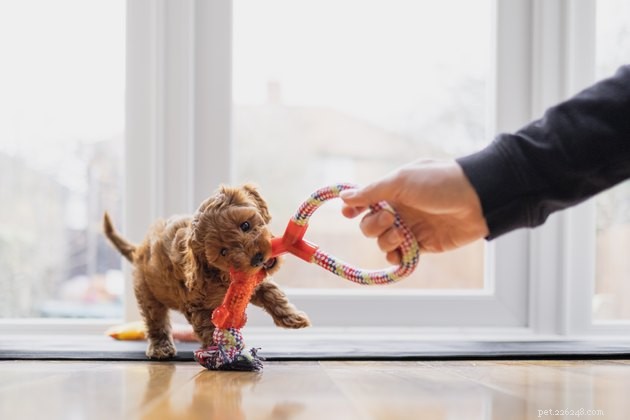 Het beste speelgoed voor puppy s die tandjes krijgen in 2022