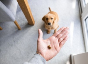 Os melhores petiscos de alto valor para adestrar cães em 2022