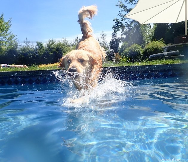 개에게 수영을 소개하는 방법