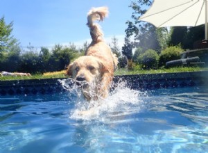 Como apresentar seu cão à natação