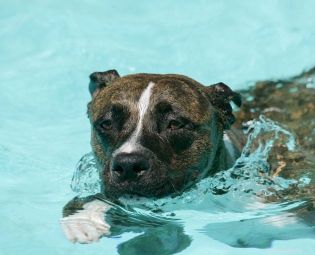 Hur du introducerar din hund för simning