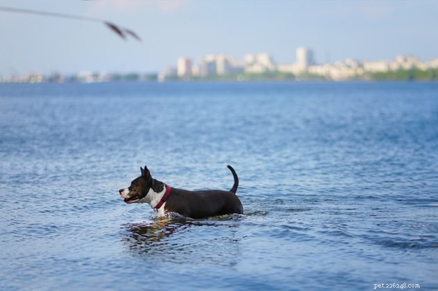 개에게 수영을 소개하는 방법