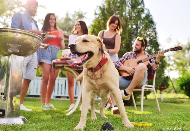 9 советов, как обезопасить собаку во время летнего барбекю