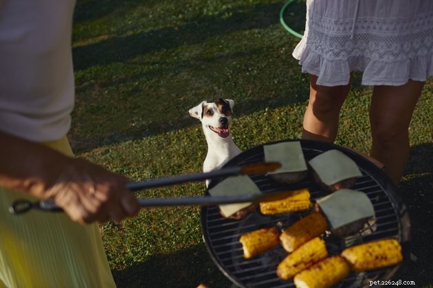 9 dicas para manter seu cão seguro em um churrasco de verão