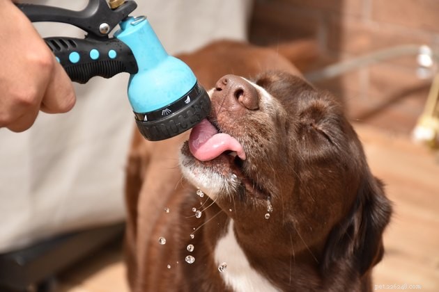 9 tips för att hålla din hund säker på en sommargrill