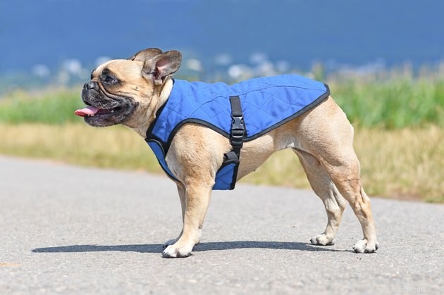 この夏あなたの犬を歩くための7つの重要な安全のヒント 