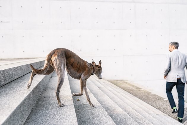 De beste heup- en gewrichtssupplementen voor honden in 2022