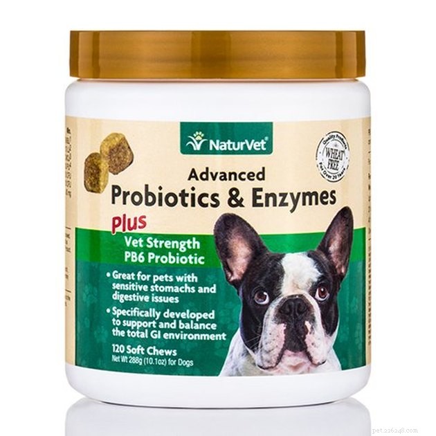 De bästa probiotika för hundar 2022