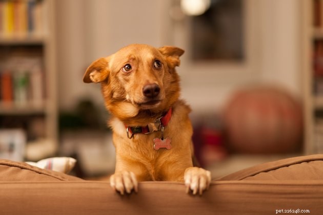 Les meilleurs gilets anti-anxiété pour chiens en 2022