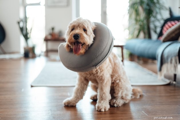Les meilleures alternatives aux cônes pour chien en 2022