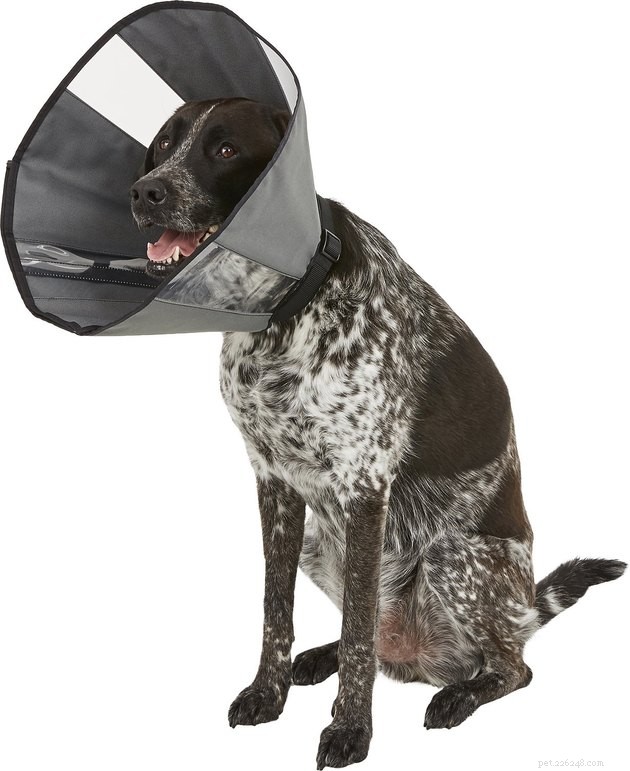 As melhores alternativas de cones para cães em 2022