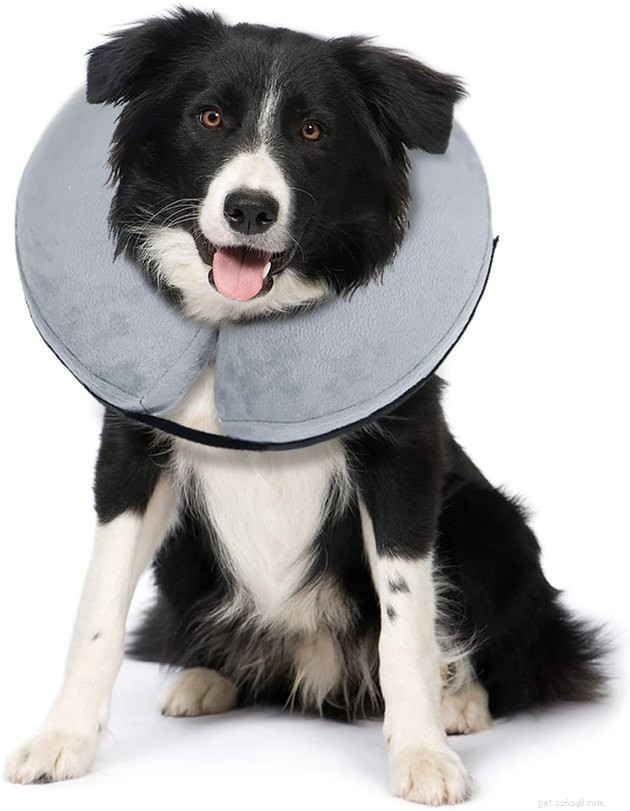 Les meilleures alternatives aux cônes pour chien en 2022