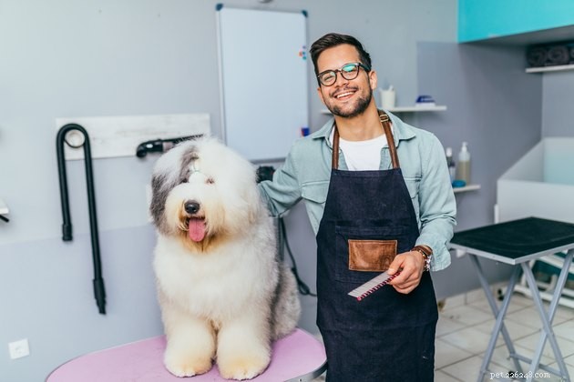 Hur du hittar rätt frisör för dina hundars behov