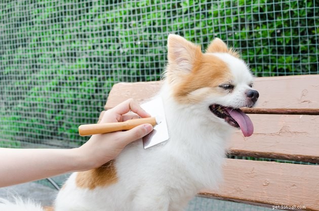 Come scegliere la spazzola giusta per il tuo cane
