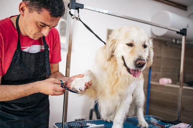 Como encontrar o tosador certo para as necessidades de seus cães