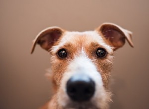 あなたの犬は口輪を使うべきですか？ 