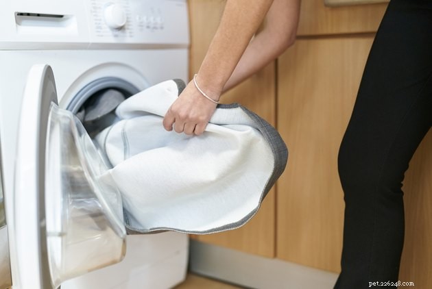 애견 침구를 얼마나 자주 세탁해야 합니까?