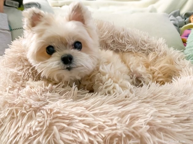 どのくらいの頻度で犬の寝具を洗う必要がありますか？ 