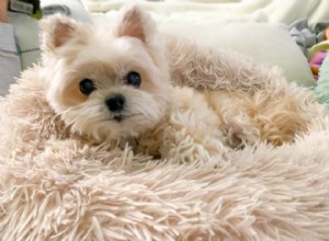 どのくらいの頻度で犬の寝具を洗う必要がありますか？ 