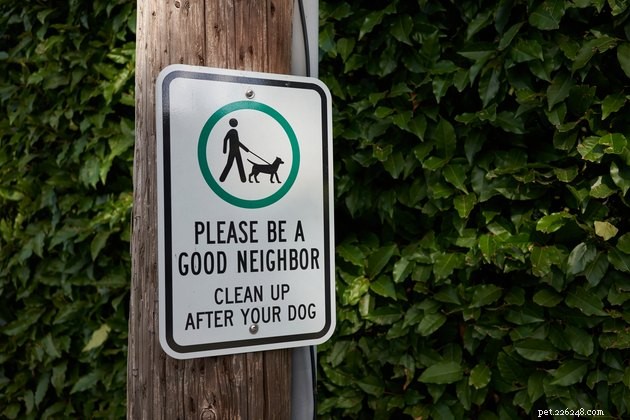 Por que sua vizinhança precisa de uma limpeza profunda do cocô de cachorro
