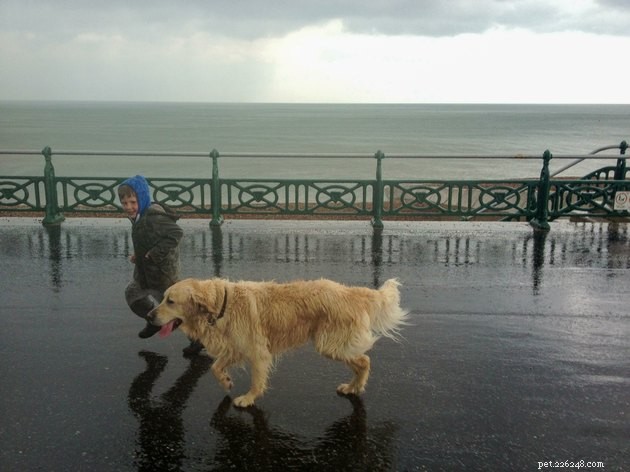 6 consigli per portare a spasso il cane sotto la pioggia