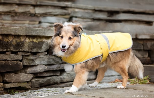 6 tips för att gå ut med din hund i regnet
