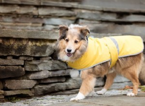 6 tipů na procházky se psem v dešti