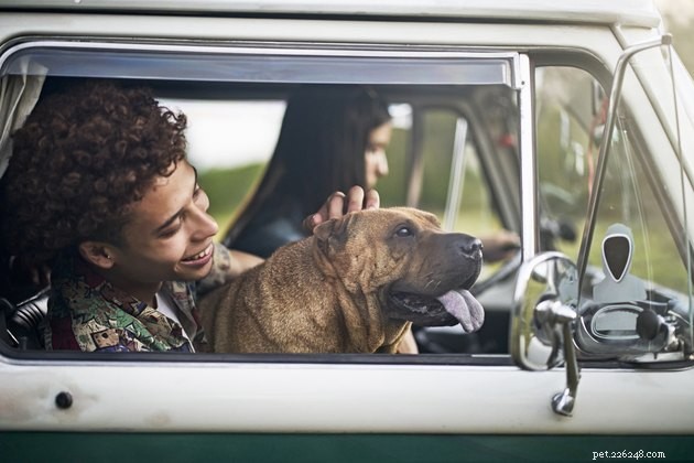 I deodoranti per auto sono sicuri da usare vicino ai cani?