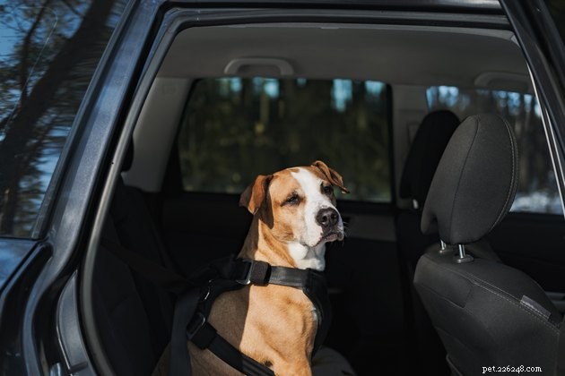 Är bilfräschare säkra att använda runt hundar?