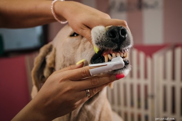 2022年の最高の犬の歯磨き粉 