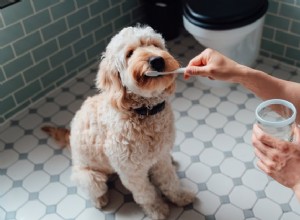 2022年の最高の犬の歯磨き粉 