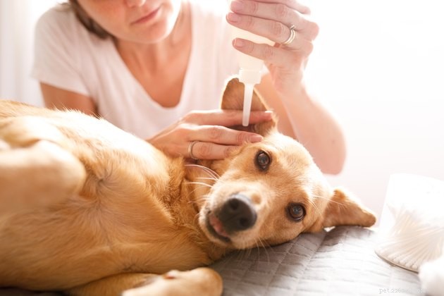 Les meilleurs nettoyeurs d oreilles pour chiens en 2022