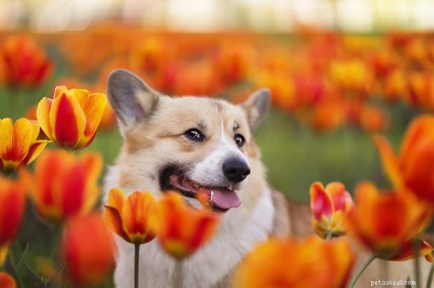 Je nebezpečné, aby psi jedli květiny?