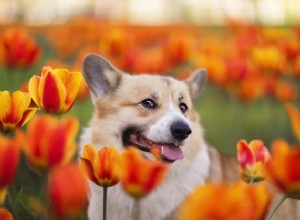 개가 꽃을 먹으면 위험합니까?