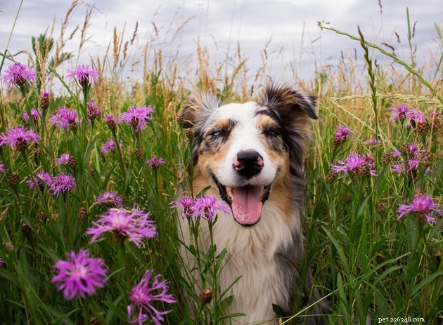 Är det farligt för hundar att äta blommor?