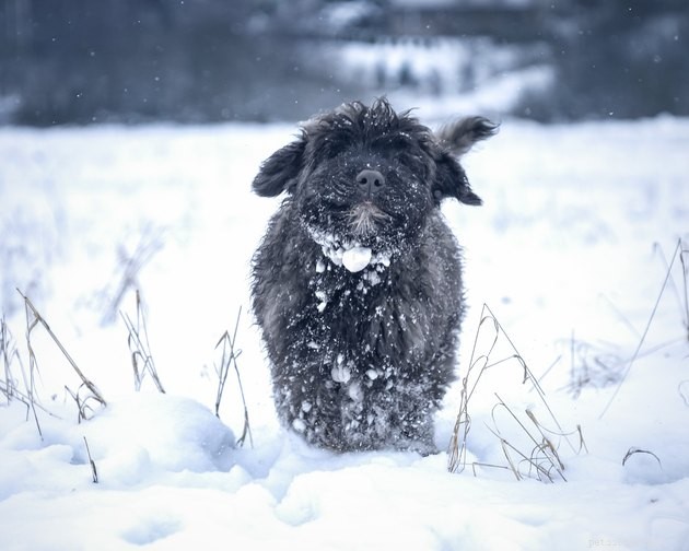 Как предотвратить попадание снежков на собаку