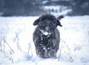 Jak zabránit sněhovým koulím u vašeho psa