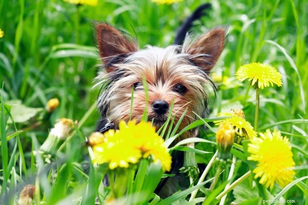 Is het gevaarlijk voor honden om bloemen te eten?